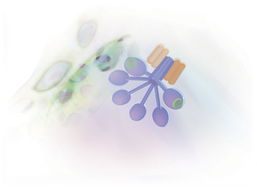 O papel do sistema complemento na COVID-19