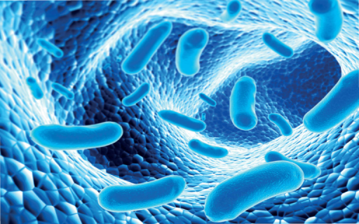 Serviço de Análise do Microbioma Intestinal